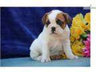Bulldog Puppy for sale in Harrisburg, PA, USA