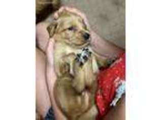 Golden Retriever Puppy for sale in Gadsden, AL, USA