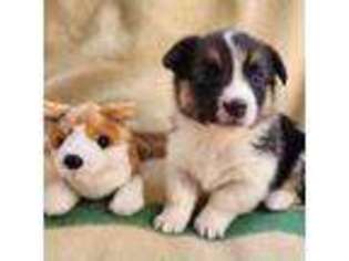 Pembroke Welsh Corgi Puppy for sale in Duluth, MN, USA