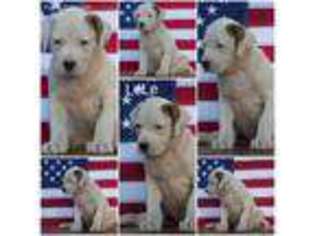 American Bulldog Puppy for sale in Closter, NJ, USA