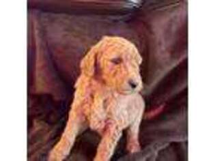 Goldendoodle Puppy for sale in Buford, GA, USA