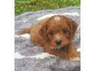 Cavapoo Puppy for sale in Lenoir, NC, USA