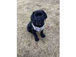 Cane Corso Puppy for sale in Troy, MO, USA