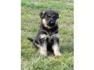 German Shepherd Dog Puppy for sale in Harrington, DE, USA