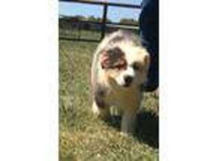 Anatolian Shepherd Puppy for sale in Kerrville, TX, USA