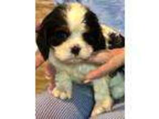 Cavalier King Charles Spaniel Puppy for sale in Crestview, FL, USA