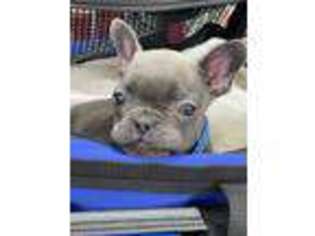 French Bulldog Puppy for sale in Lecompte, LA, USA