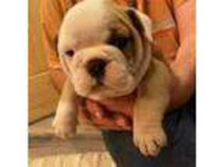 Olde English Bulldogge Puppy for sale in Hector, AR, USA
