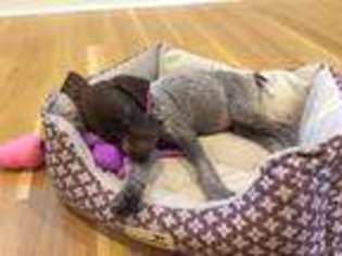 German Shorthaired Pointer Puppy for sale in Chapel Hill, NC, USA