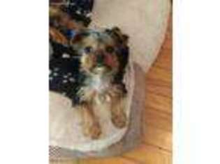 Yorkshire Terrier Puppy for sale in Willimantic, CT, USA