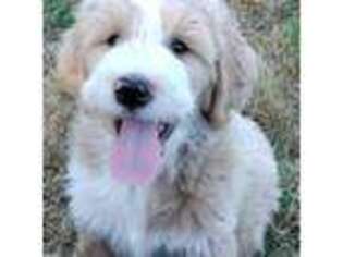 Goldendoodle Puppy for sale in Aberdeen, WA, USA