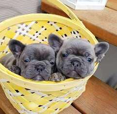 French Bulldog Puppy for sale in Boys Town, NE, USA