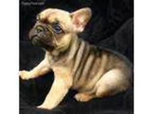 French Bulldog Puppy for sale in Elizabethtown, KY, USA