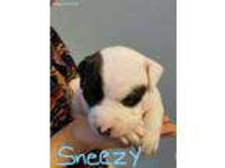 American Bulldog Puppy for sale in Greensboro, NC, USA