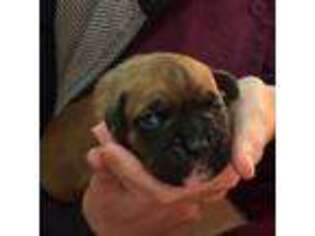 Boxer Puppy for sale in Murrells Inlet, SC, USA