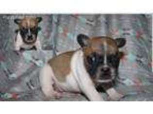 French Bulldog Puppy for sale in Seymour, IN, USA