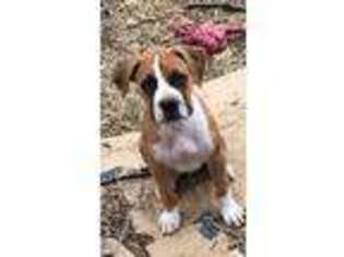 Boxer Puppy for sale in Terrell, TX, USA