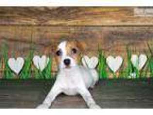 Jack Russell Terrier Puppy for sale in Saint George, UT, USA