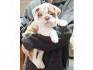 Bulldog Puppy for sale in Success, MO, USA