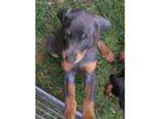 Doberman Pinscher Puppy for sale in Shelbyville, IN, USA