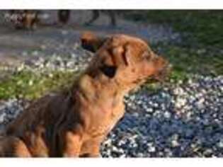 Rhodesian Ridgeback Puppy for sale in Buffalo, MO, USA