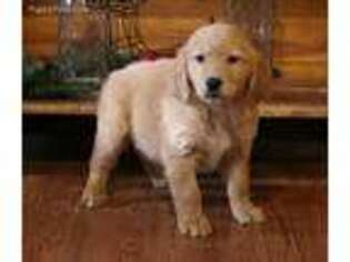 Golden Retriever Puppy for sale in Falcon, MO, USA
