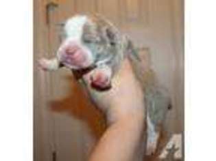 Olde English Bulldogge Puppy for sale in COPPERAS COVE, TX, USA