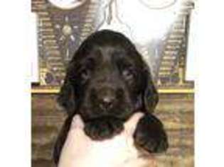 Boykin Spaniel Puppy for sale in Athens, AL, USA