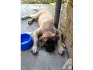 Mastiff Puppy for sale in EL CAJON, CA, USA