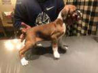 Boxer Puppy for sale in Highland, CA, USA