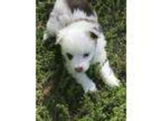 Miniature Australian Shepherd Puppy for sale in New Johnsonville, TN, USA