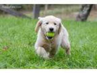 Golden Retriever Puppy for sale in Swan Lake, NY, USA