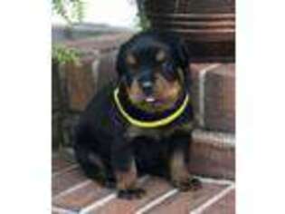 Rottweiler Puppy for sale in Picayune, MS, USA