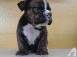 Bulldog Puppy for sale in BURBANK, CA, USA