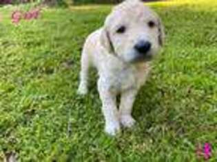Goldendoodle Puppy for sale in Talladega, AL, USA