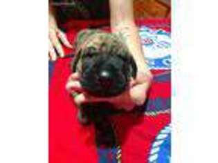 Great Dane Puppy for sale in Eaton Rapids, MI, USA