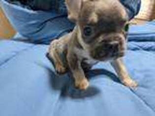 French Bulldog Puppy for sale in Justin, TX, USA