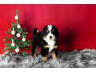 Bernese Mountain Dog Puppy for sale in South Bend, IN, USA