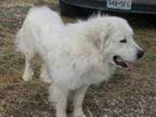 Great Pyrenees Puppy for sale in Higbee, MO, USA