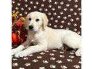 Golden Retriever Puppy for sale in Apalachin, NY, USA