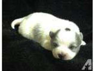 Pomeranian Puppy for sale in VAN, TX, USA