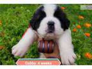 Mutt Puppy for sale in Fairbanks, AK, USA