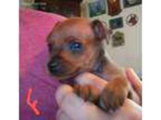 Miniature Pinscher Puppy for sale in Cincinnati, OH, USA
