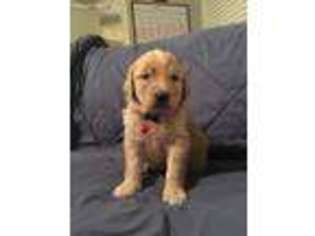 Goldendoodle Puppy for sale in Madison, AL, USA