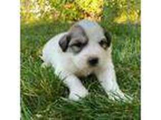 Great Pyrenees Puppy for sale in Hayden, ID, USA