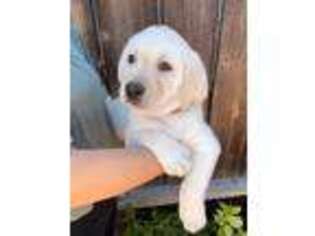 Labrador Retriever Puppy for sale in Pittsburg, CA, USA
