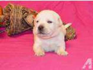 Labrador Retriever Puppy for sale in GRANTSBURG, WI, USA