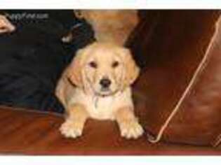 Golden Retriever Puppy for sale in Briggs, TX, USA