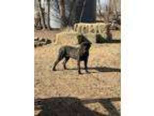 Mastiff Puppy for sale in Ordway, CO, USA