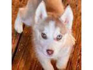 Siberian Husky Puppy for sale in Union, MS, USA